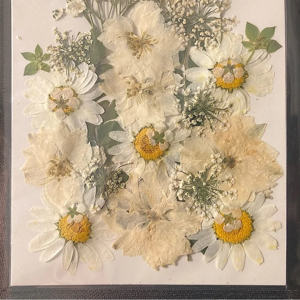 ⭐️ Pressed Flowers Bulk White Dried Flowers Two Pack For Crafting
